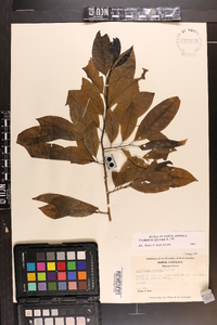 Oxydendrum arboreum image