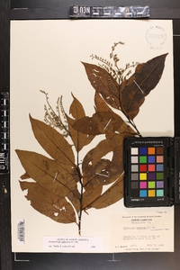 Oxydendrum arboreum image