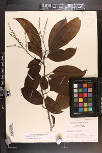 Oxydendrum arboreum image