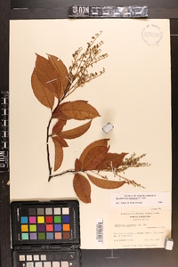 Oxydendrum arboreum image