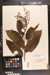 Oxydendrum arboreum image