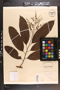 Oxydendrum arboreum image