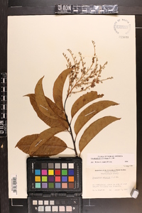 Oxydendrum arboreum image