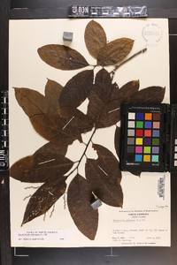 Oxydendrum arboreum image