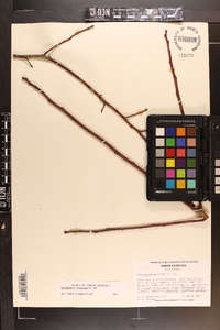 Oxydendrum arboreum image