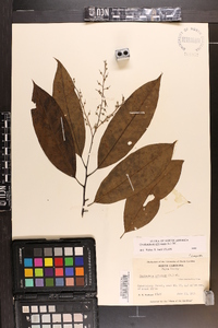 Oxydendrum arboreum image