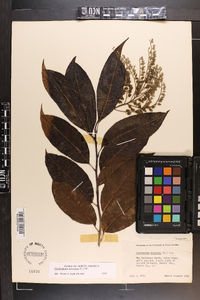 Oxydendrum arboreum image