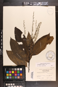 Oxydendrum arboreum image