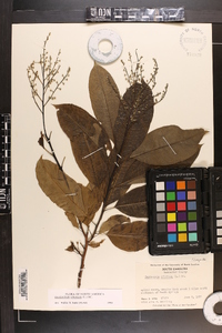 Oxydendrum arboreum image