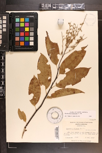 Oxydendrum arboreum image