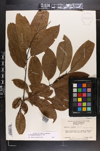 Oxydendrum arboreum image