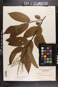 Oxydendrum arboreum image