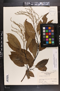 Oxydendrum arboreum image