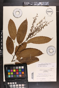 Oxydendrum arboreum image