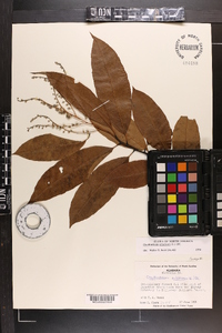 Oxydendrum arboreum image