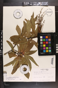 Oxydendrum arboreum image