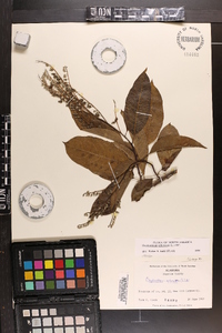 Oxydendrum arboreum image