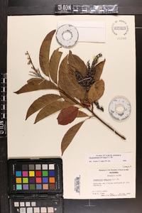 Oxydendrum arboreum image