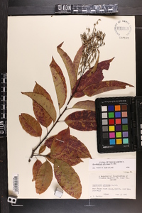 Oxydendrum arboreum image