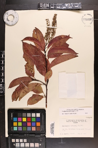 Oxydendrum arboreum image