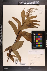 Oxydendrum arboreum image