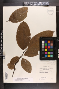 Oxydendrum arboreum image