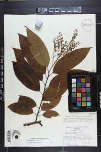 Oxydendrum arboreum image