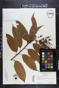 Oxydendrum arboreum image