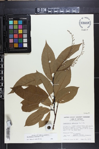 Oxydendrum arboreum image
