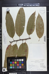 Oxydendrum arboreum image