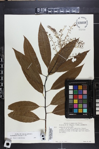 Oxydendrum arboreum image