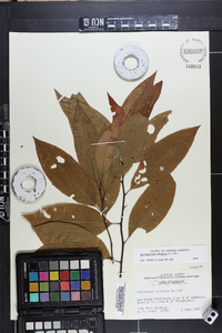 Oxydendrum arboreum image