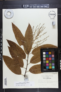 Oxydendrum arboreum image