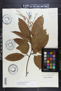 Oxydendrum arboreum image