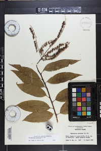 Oxydendrum arboreum image