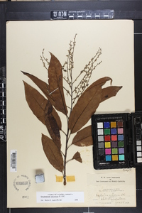 Oxydendrum arboreum image