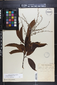 Oxydendrum arboreum image