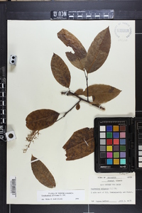 Oxydendrum arboreum image