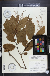 Oxydendrum arboreum image