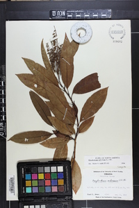 Oxydendrum arboreum image
