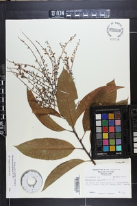 Oxydendrum arboreum image