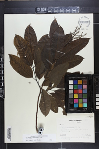 Oxydendrum arboreum image