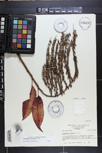 Oxydendrum arboreum image