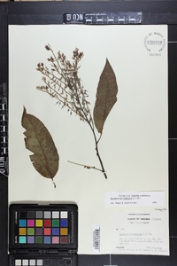 Oxydendrum arboreum image