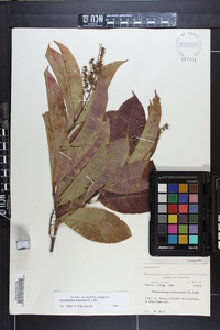 Oxydendrum arboreum image