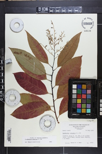 Oxydendrum arboreum image