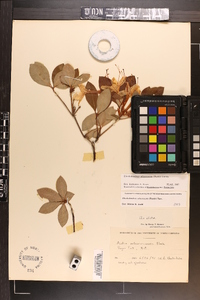 Rhododendron arborescens image