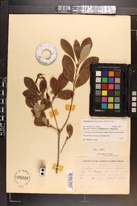 Rhododendron arborescens image