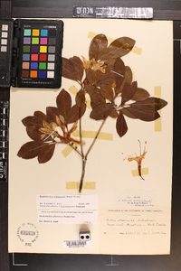 Rhododendron arborescens image