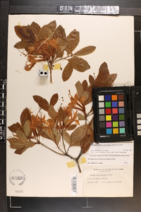 Rhododendron arborescens image